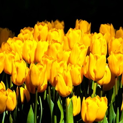 Keukenhof